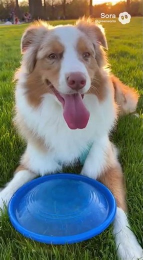 Aussie playing Time❤️❤️🥰