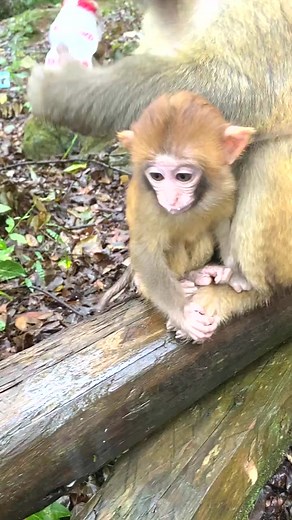 😍 Lovely & Funny Watching 😍🐒 Baby Monkeys Daily Life Videos Clips 2022 🐒 #reels #monkey #animals #viral | Daily Interesting Stories