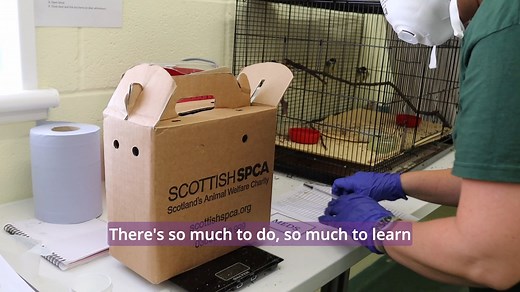 🐾 Whether you have a little or a lot of time to give, we currently offer 30 different volunteering roles across Scotland so there really is something to suit everyone. Hear from volunteers Geraldine, Fiona, Sue and Ron on why volunteering with Scotland’s animals might be for you! Become a volunteer here: https://bit.ly/42wHYZo | Scottish SPCA