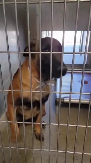 🆘 CRITICAL in #California 🐕 SWEETNESS is a Gorgeous 1yr old #BelgianMalinois Mom who was surrendered with her companion GHOST a Beautiful 2yr old neutered Belgian Malinois Pop and their one remaining Puppy 4mth old spayed FAY 🐶These sweet souls URGENTLY needs a Breed Aware HERO to save their FAMILY from LancasterACC, LA, California To ADOPT:>Check link for Address Location>Go to LancasterACC>Ask for IDs:>>SWEETNESS #A5770385>>GHOST #A5770387 >>FAY #A5770390>ADOPT Mom & Pop & Baby🐕>Drive off 