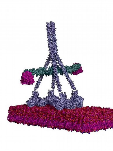 Complement system - Lectin Pathway activation - Cis activation of MBL
