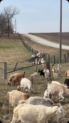 315 reactions · 3 comments | Welcome to the COVER CROPS! We finally got the heat and moisture to make this seeding pop! Before long it will be too tall to even see the kids! #covercrop #spring #grazingcovercrops #greengrass #grazing #covercrops #kiko #goats | Iowa Kiko Goats | Facebook