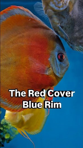 A top level discus fish, the Red Cover Blue rim, and face.