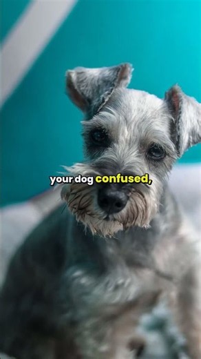 Master Dog Training like Caesar Milan: Tips for Better Obedience #Shorts