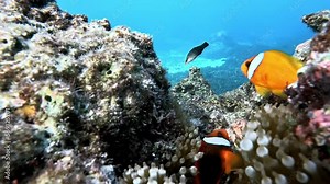 Tomato Clownfish Swimming In The Coral Reefs Under The Deep Blue Sea. - underwater, close up
