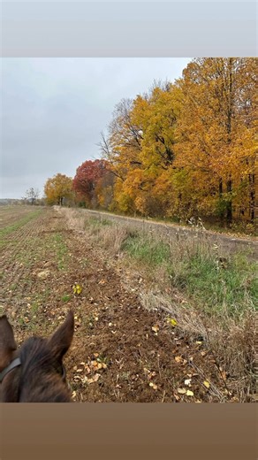 ✨ Horse Boarding Available ✨ Looking for a safe, friendly place for your horse to thrive? We offer: 🐴 Spacious stalls & daily turnout 🌿 Quality free choice hay and alfalfa 🦄 180 by 80 insulated indoor arena 🥕 Climate controlled tack rooms 💙 Attentive, experienced care 🌳 Lush pastures with safe fencing 💧Automatic waterers in each stall & pasture 🧹 Impeccably clean facilities cared for daily 🛁 Two bathrooms 🏰 Spacious, beautifully maintained stalls with premium bedding and new stalls mat