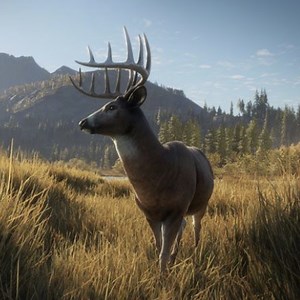 nuclear_shark_ - Twitch