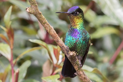 10 rainbow animals that almost look unreal: Discover an unbelievable dazzling display of rainbow-coloured fur, feathers and scales | Discover Wildlife