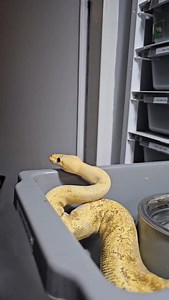 🐍🐍🐍🐍 #royalpythons #ballpythonlove #beardeddragon #reptilebreeder #snek #morph #petsnake #herpetology #animal #morphs #morph #snakelove #reptilelove #livingart #ballpythonofinstagram #snakelovers #reptilesofinsta #serpent #ballpythonsnake #nature #ballpythonlover #babyballpython #ballpythonmorphsofinstagram | Xclusive ball pythons