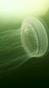 The Aequorea victoria, the oceans Medusa with a life saving secret It has a fluorescent protein that revolutionised science This discovery lead to huge advancements in the field of medicine making cells, diseases, such as cancer and HIV, visible How cancer cells spread, how infections progress, imaging in every plant and animal, we can see only because of this ancient jelly and a protein it had for millions of years which helped it glow to save its own life | Animals Videos