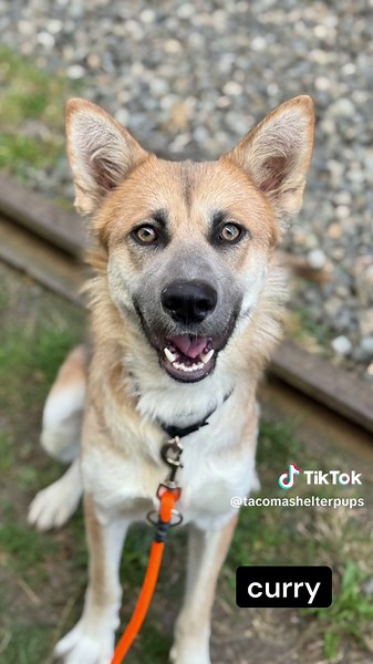 Find Your Forever Friend: Adopt A Shelter Dog Today