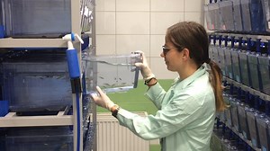 Using TgVtg1:mcherry Zebrafish Embryos to Test the Estrogenic Effects of Endocrine Disrupting Compounds