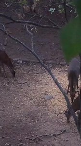 The best mule kick you'll ever see! #bowhunting #BBD #deerhunting #gameover | Game Over Outdoors
