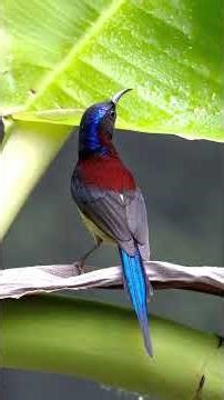 Phân Biệt Hút Mật Đà Lạt Bụng Vàng Và Trắng#lamrayvabaychim #chimhutmat #birds