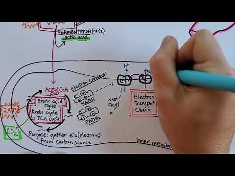 Cellular Respiration | Summary