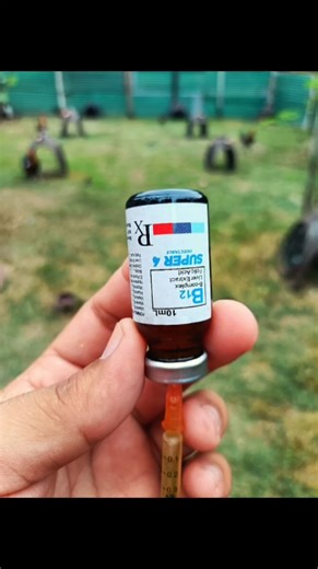 B12 SUPER 4 Injectable! With B-Complex Liver Extract Folic Acid Raptor Gamefowls Battlecock Livestock Products BC Irish Aprecio Sheila BC Guevarra Von Wormal Luzon Mercado von Bernard Mercado | Raptor Gamefowls