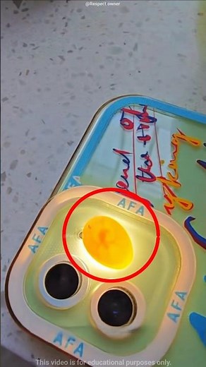 This Bird’s Journey Will Touch Your Heart 🐣❤️