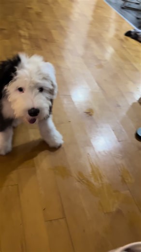 Bobtail: A Beloved Pet in Canada and Mexico
