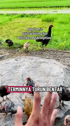 Day 3 1/2 bonus video chicken redemption virals on tiktok reels #contentcreator #chickenrecipe