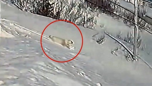 Security camera footage from St. Anthony, Newfoundland, captures the incredible moment a wild polar bear repeatedly goes for a ride down a snowy embankment. #Newfoundland #StAnthony #PolarBear #AnimalVideo