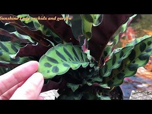 Calathea Lancifolia ( Rattlesnake plant ) and care tips