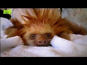 Cute baby sloth's hair spiked like a hedgehog