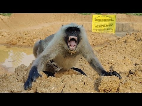 😱 Angry Monkey's Wild Reaction! | Monkey Attack Expression Caught on Camera 🐒