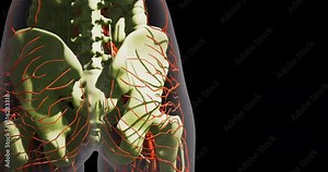 Structures of blood vessels are clearly shown in a human leg anatomy illustration. Veins and arteries are depicted in red, emphasizing their roles in circulation and vascular health.