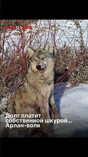 В соцсетях обсуждают поведение арлан-волка после многочасовой погони