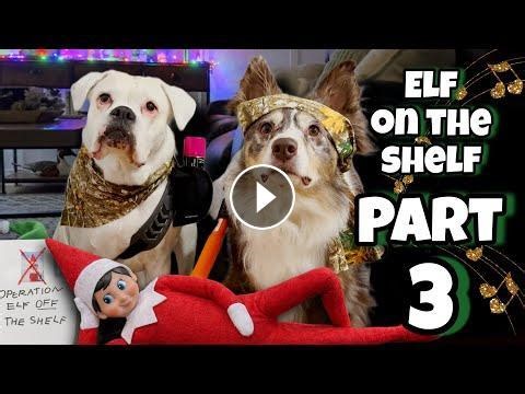 Elf on the Shelf Part 3 ( This time we mean business! Or so we thought…) #Video