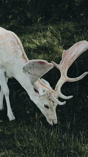 The Majestic Fallow Deer Up Close! 🦌✨ #Shorts #naturetranquility #naturelovers #lion #relaxation