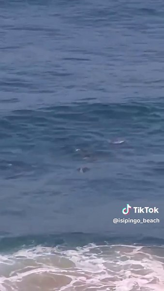 Isipingo Beach Durban KZN South Africa Dolphins