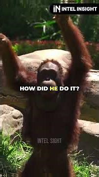 Fu Manchu: The Great Escape Artist Orangutan!