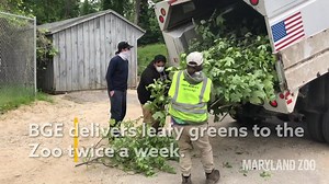 20K views · 1K reactions | We’re happy to partner with MyBGE for the third year of our annual browse program!  | The Maryland Zoo in Baltimore | Facebook