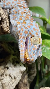 Let’s tong feed Tiki, my Tokay gecko (Gekko gecko)! Here he is enjoying some superworms ✨🦎! • #tokaygecko #reptiliatus #reptile #pet #animal #reels #viral #instagram #tokay #gecko #lizard #geckosofinstagram #reptilesofinstagram #lizardsofinstagram #tikithetokaygecko #blue #eating #food #bugs #petsofinstagram #animals #animalsofinstagram #reptiles #geckos #pets #animalsofinstagram #animals | Reptiliatus