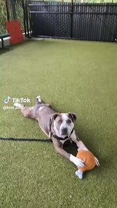 Big puppy energy incoming! Meet Strut 👶. Behavior Senior Manager, Kim took him out for a little one-on-one time, and it’s clear this young guy is all about fun. At just a year old, Strut is friendly, affectionate and still learning his manners (which he could continue to work on in some of the training classes Seattle Humane offers!). He loves playing with other dogs, adores his toys and would thrive in a home with older children who can match his energy. Think he could be your new playmate? Hi