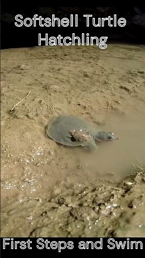 Baby Turtle’s First Swim 🐢💦 #Shorts #BabyTurtle #TurtleShorts