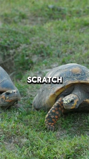 Tortoises Can Feel You Touch Their Shell The Hidden Sense #tortoise #animalfacts
