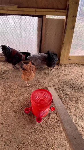 *•.¸♥ 𝓕𝓛𝓐𝓚𝓘𝓣𝓐✨COD♥¸.•* (@flakit827)’s videos with La Gallina Turuleca - La Vaca Lola La Vaca Lola