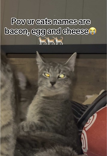 Creative Cat Names: Bacon, Egg, and Cheese