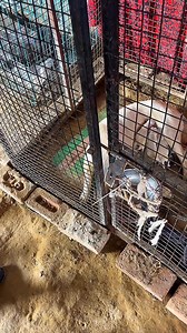 5.7K views · 148 reactions | Labrador adoption ♥️刺 #labrador #labradorretriever #labradoodle #labradorsofinstagram | Animals birds welfare | Facebook