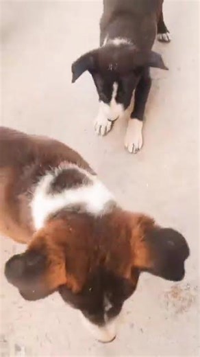 #song #tseries #music #love #bollywood #trendingshorts #cutepuppy #petlover