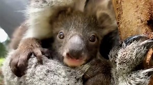 36K views · 3.7K reactions | Melbourne Zoo is celebrating the "birth" of a five-month-old koala. The baby joey is the first to be born at the zoo in more than eight years and has just started to peek out from its mother's pouch. Koalas have been listed as a vulnerable species in parts of Australia since their habitats are being cleared for suburban expansion. Increasingly isolated koala colonies have become inbred and diseased. | CGTN | Facebook