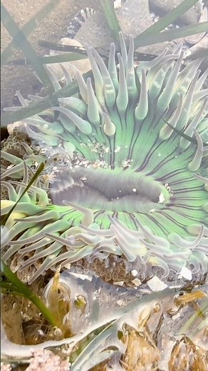 OCEN 101 in Half Moon Bay