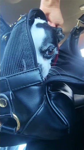 Putting My Dog in His Purse ‪@ChueyLove‬