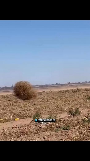 Planta que rueda con el viento y siembra su destino en el desierto. 🌵 #Estepicursor #Planta #Desierto #Naturaleza #Semillas #Rodante #Adaptación #Botánica | COCO LEMUS