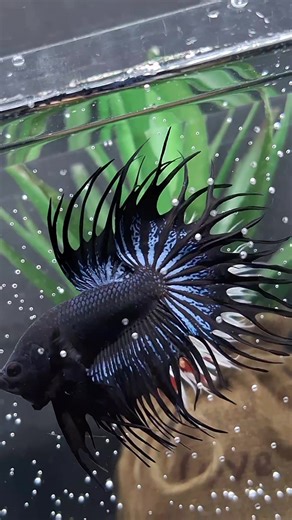 The King Crowntail | KCT #betta #bettafish #kingcrowntail #crowntailbetta