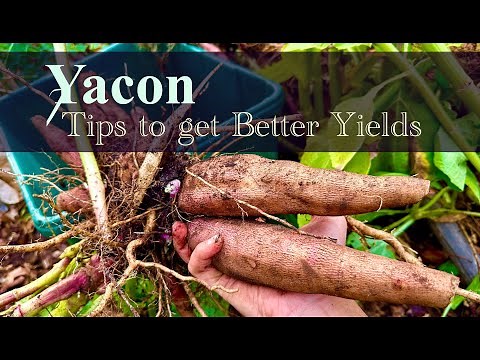 Yacon Growing Guide 2024