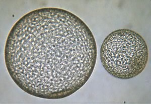 Equine Embryo Transfer