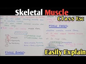 Skeletal Muscle | Ultrastructure Of Myofilament | Class 12 Biology Urdu Hindi